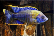 Lwanda Peacock