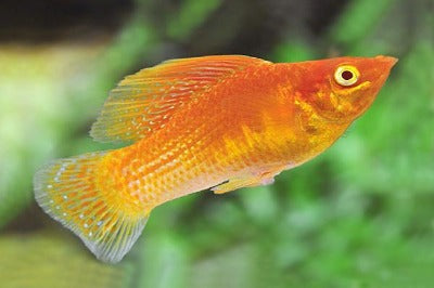 Molly Orange – Melbourne Tropical Fish