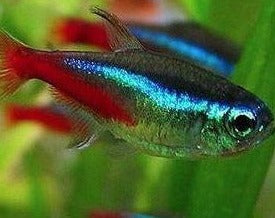 Neon Tetra