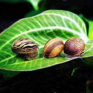 Snails