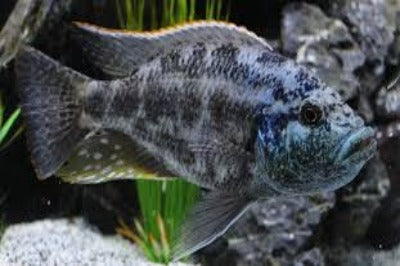 Nimbochromis Lini