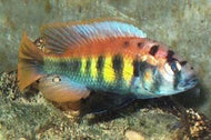 Nyererei Python Island
