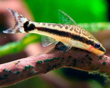 Scavenger fish for small sales aquarium