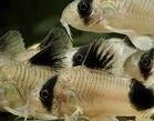 Panda Cory
