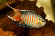 Paradise Fish Apricot