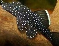 Peppermint Catfish