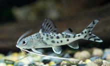 Load image into Gallery viewer, Pictus Catfish
