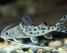 Load image into Gallery viewer, Pictus Catfish
