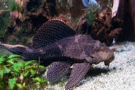 Plecostomus Large