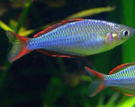 Neon Rainbow (Melanotaenia Praecox)