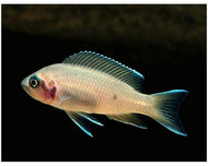 Princess cichlid Browm
