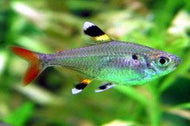 Pristella Tetra