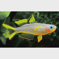 Fork tail Blue eyes (Pseudomugil Furcatus)