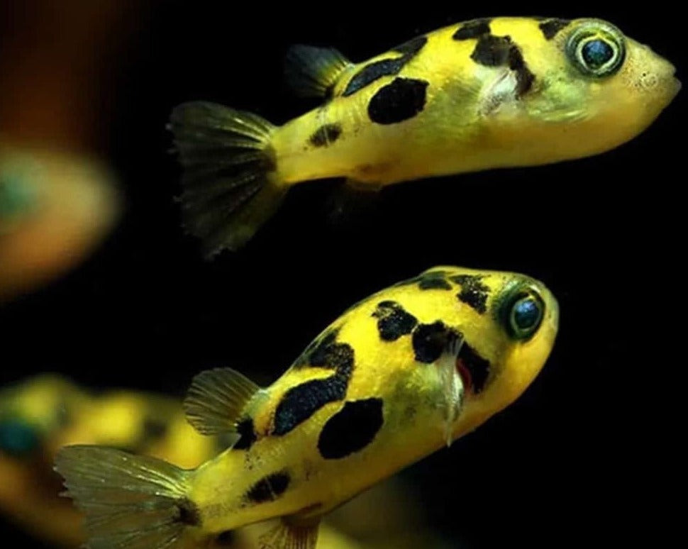 Dwarf Pea Puffer – Melbourne Tropical Fish