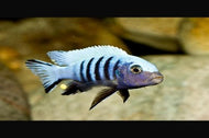 Pulpican Cichlid