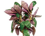 Purple Waffle