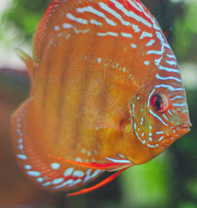 Red Aquarius Discus