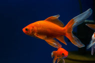 Red Comet 18cm