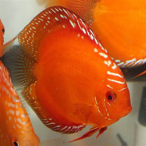 Red Marlborough Discus 5cm