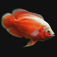 Red Velvet Oscar