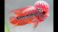 Red kamfa f2 flowerhorn