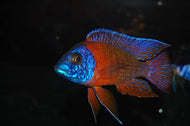 Red Ruben Peacock