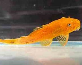 Super Red Bristle Nose Catfish 4 cm