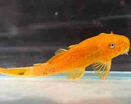Super Red Bristlenose