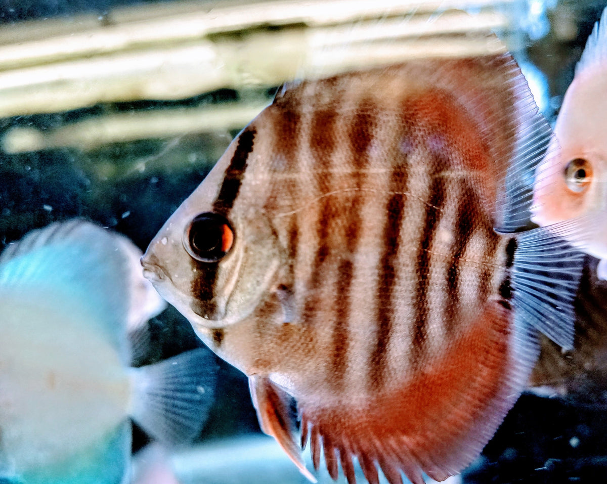 Discus Red Cover – Melbourne Tropical Fish