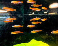 Neon Red Blue Eyes (Pseudomugil luminatus)