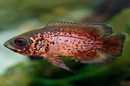 Red Tiger Oscar