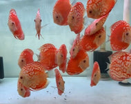 Red  Panda Discus