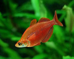 Red Rainbowfish