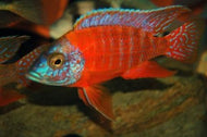 Red Rubin Colony