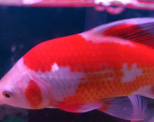 Load image into Gallery viewer, Red and White Comet Carassius Auratus 27cm
