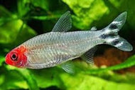 Rummy Nose Tetra 3cm