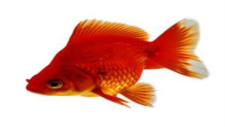 Ryukin  Red 7cm Goldfish