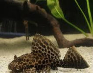 Albino Sailfin Gibbycep