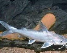 Salmontail Catfish