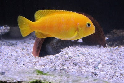 Suloos Fish Saulosi Cichlid – Melbourne Tropical Fish
