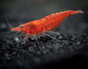 Red  Cherry Shrimp Bulk Deal 10 for $40