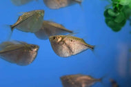 Silver Hatchetfish