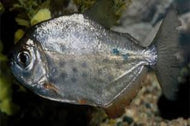 Silver Dollar