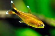 Silver Tip Tetra