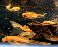 Super Red Long Fin Bristle Nose