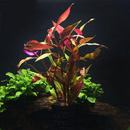 Telanthera