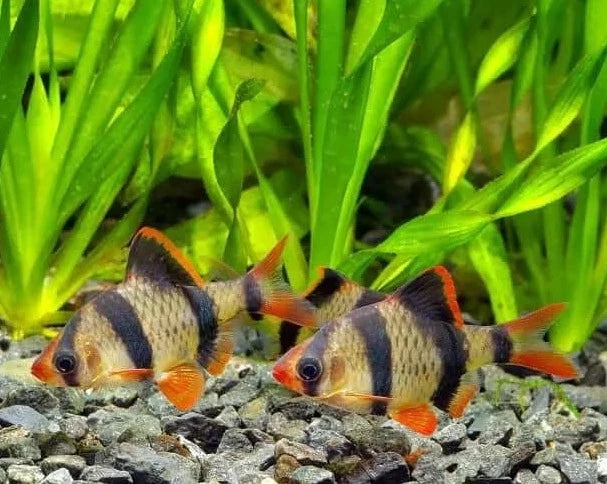 Tiger barb online tropical fish