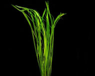 Vallisneria Thin