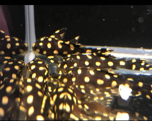 L007 Vampire Pleco