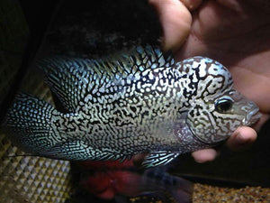 White tiger full head and face pearl Flowerhorn